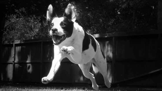 Recall Training Made Easy: Proven Steps to Get Your Dog to Come When Called