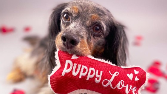 Valentines's Day with your Dog: Fun, Safe and Stress Free Ideas