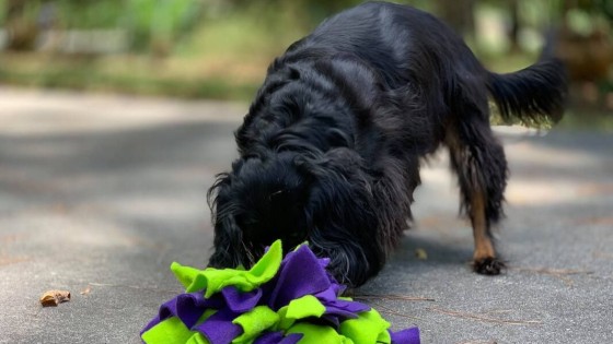 How to Recognize and Prevent Dog Stress During School Vacations