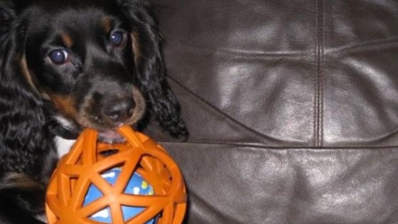 What Kind of Training Should I Start When I Get My Puppy? | Reward-Based Puppy Training Tips