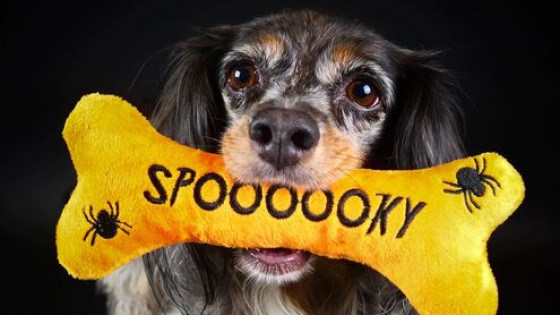 Taking the BOO out of Halloween for your Dogs