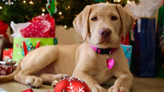 Christmas Foods & Dogs