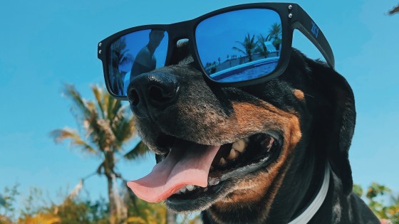 Heatwaves and our dogs........