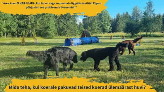 Mida teha, kui koerale pakuvad teised koerad ülemäärast huvi?