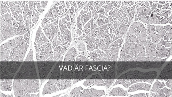 Vad är fascia?
