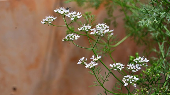 Live Like No One Else