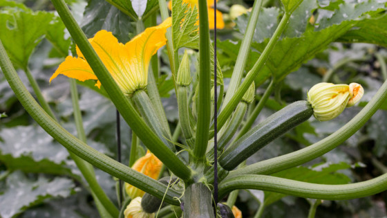 🌟 Spotlight on Courgettes! 🥒