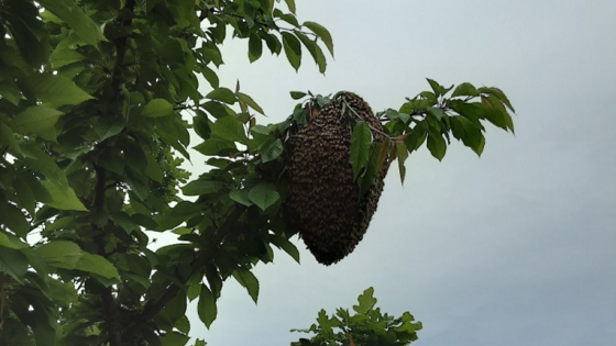 The Nuances of Swarms and How to Control Them