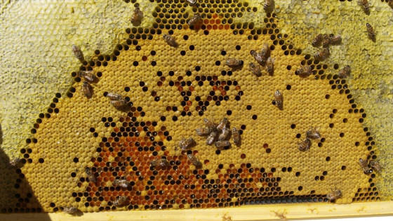 The Seasonality of Syrup and Sub