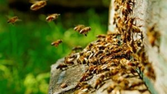 The Challenges of Isolation