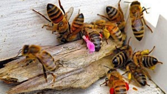 The Top 4 Beekeeping Mistakes to Avoid