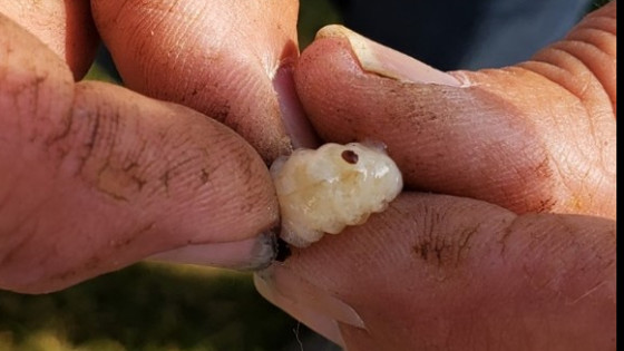 The Number 1 Struggle for Beekeepers [Varroa Mites]