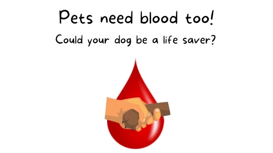 Could your dog be a supawhero?