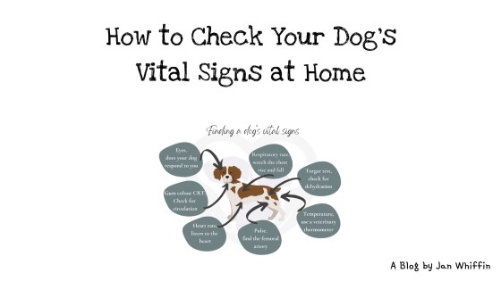 How to Check Your Dog's Vital Signs at Home