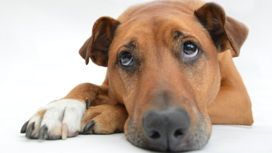 6 Separation Anxiety Risk Factors