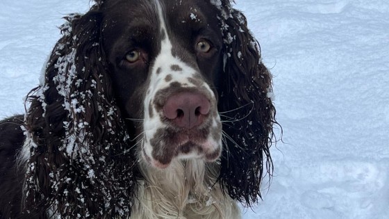 The Worn Path in the Snow