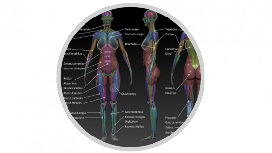 Using anatomy to improve your sculpting – ZBrush Anatomy and Character Creation Course