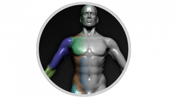 Starting simple in anatomy – ZBrush Anatomy and Character Creation Course