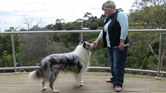 Dogs Mugs for Food? Here's What You Need to Know