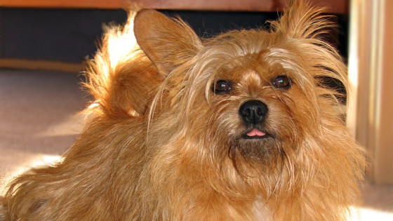 The Pain of Losing a Dog