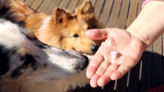 Should You Use Food to Train Your Dog?