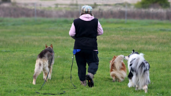 Set Your Dog Up For Success: Make Training Easier