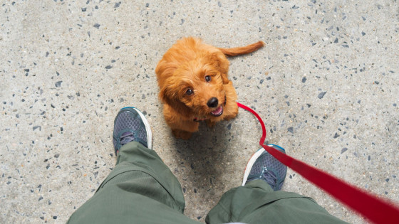 5 Essential Questions to Ask Before You Train Your Dog