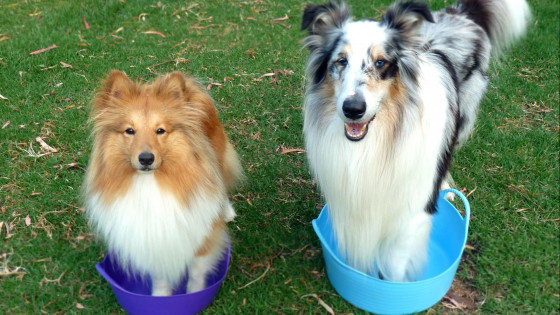 Why Dance Around a Dog’s Arthritis?