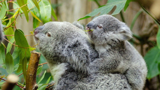 Anger and kindness: the Australian bush fire crisis