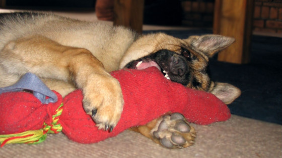 Easy ideas to entertain your dog…