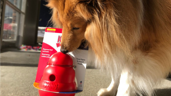 Tips for quiet, happy dogs while working from home