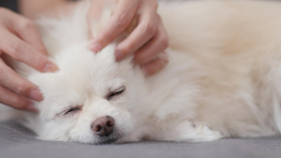 From screen to serene: massage to calm your dog