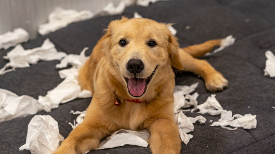 How dogs learn: what is behaviour?