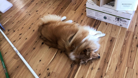 How to help your dog with change - moving house part 1