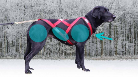 Harness Fitting for Dog Powered Sports