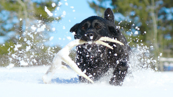 Shed Antler Hunting with Dogs: Where to Get Training Antlers