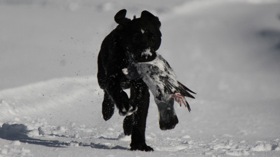 Your Dog's DNA: How It Helps You Choose Appropriate Activities for Your Dog