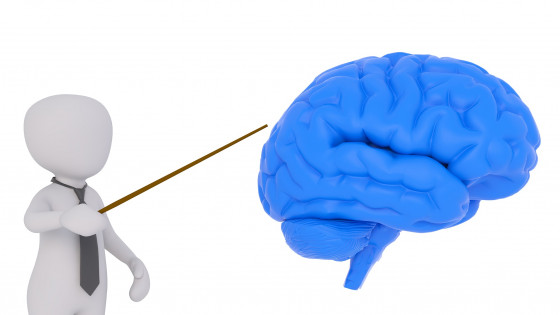 Purpose of Models of the Brain