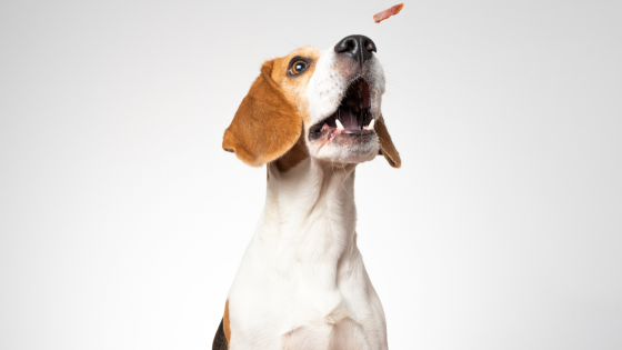 Using food rewards in training