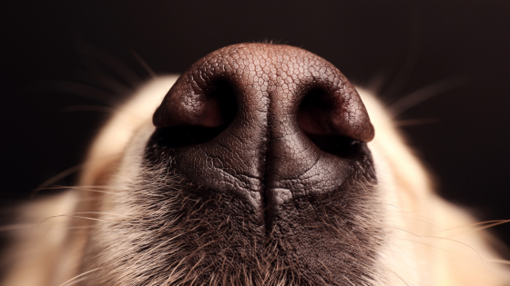 Your Dog's Super Power... Their Nose!