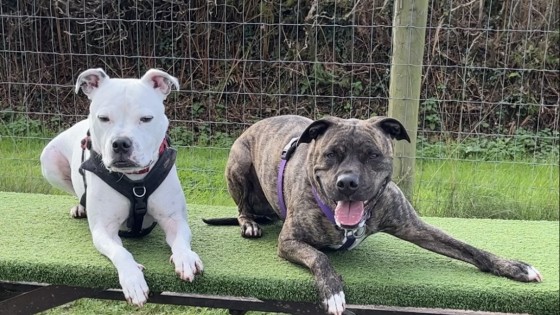 Why Choice Matters for Our Dogs