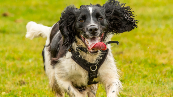 Collar Vs Harness, that is the question...