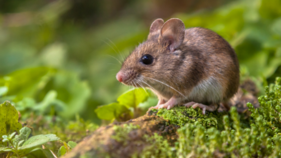 Wildlife Connections - Mouse