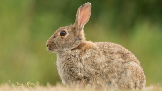 Wildlife Connections - Rabbit