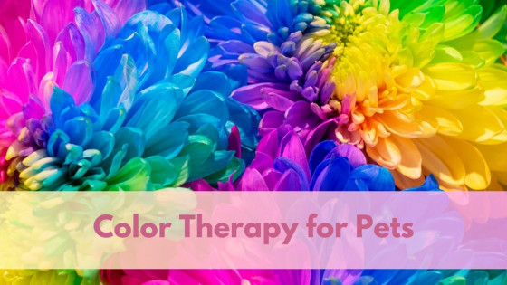 Color Therapy for Pets