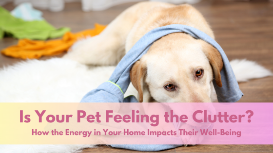 Is Your Pet Feeling the Clutter?