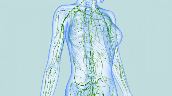 Kroppens största lymfnod