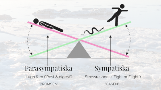 Del 2: Balansera ditt nervsystem