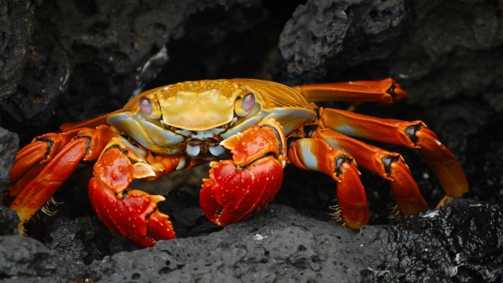 The Fascinating World of Crabs: Nature's Armored Wonders