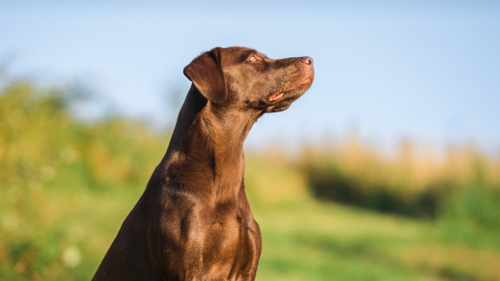The My Hart Dog Story "Love the dog in front of you not the one you wanted"